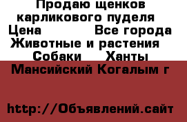 Продаю щенков карликового пуделя › Цена ­ 2 000 - Все города Животные и растения » Собаки   . Ханты-Мансийский,Когалым г.